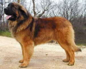 leonberger_02_puppies_for_sale.jpg