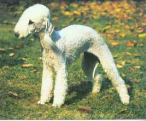 3-114-bedlington-ter.jpg