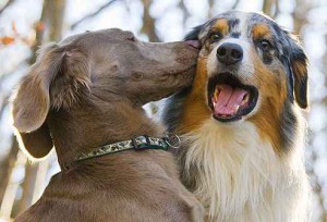 photolibrary_rm_photo_of_dogs_kissing.jpg