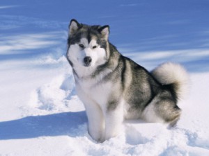 stone-lynn-m-alaskan-malamute-dog-in-snow-usa.jpg