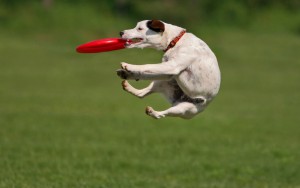 dog-with-frisbee1.jpg