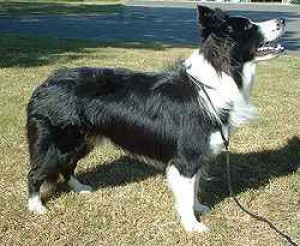 250px-border_collie_600.jpg